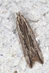 Monochroa palustrellus