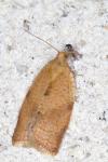 Clepsis consimilana