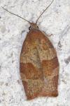 Pandemis heparana