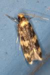 Oegoconia