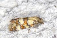 Aethes tesserana