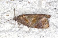 Ditula angustiorana