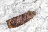 Grapholita janthinana