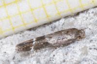Mompha subbistrigella