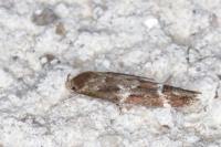 Mompha subbistrigella