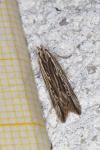 Monochroa palustrellus
