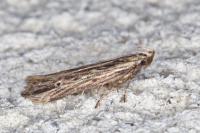 Monochroa palustrellus