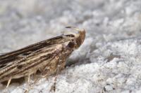 Monochroa palustrellus