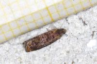 Grapholita janthinana