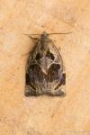 Archips crataegana