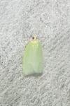 Tortrix viridana