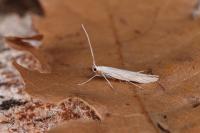 Coleophora