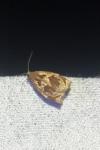 Archips crataegana