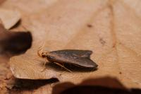 Eurodachtha pallicornella