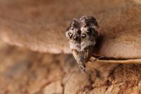Tebenna micalis
