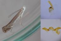 Isophrictis corsicella