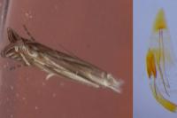 Isophrictis corsicella