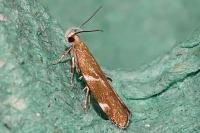 Orophia sordidella