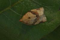 Clepsis consimilana