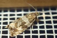 Orthotaenia undulana