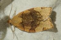 Pandemis cerasana