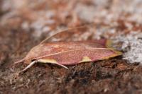 Carcina quercana