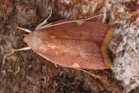 Carcina quercana