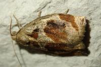 Archips crataegana