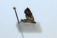 Anthophila fabriciana