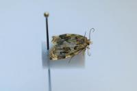 Archips xylosteana