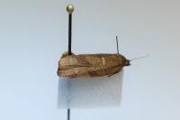Cacoecimorpha pronubana