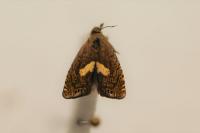 Dichrorampha petiverella