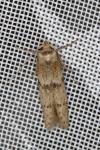 Blastobasis phycidella