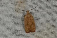 Agonopterix