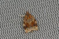 Archips xylosteana