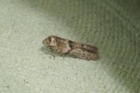 Blastobasis phycidella