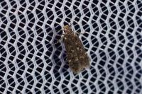 Bryotropha affinis