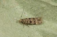 Bryotropha