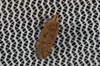 Bryotropha