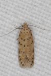 Pseudotelphusa paripunctella