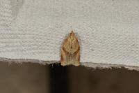Clepsis consimilana