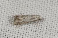 Cochylimorpha elongana