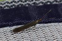Coleophora