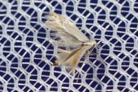 Coleophora