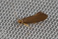 Crassa unitella