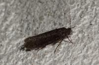 Elatobia fuliginosella