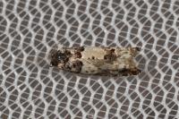 Epinotia thapsiana
