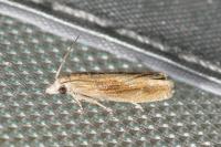Eucosma obumbratana