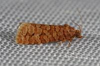Lozotaeniodes formosana