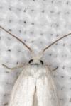 Opostega salaciella